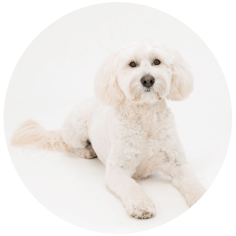 bodietherapydog