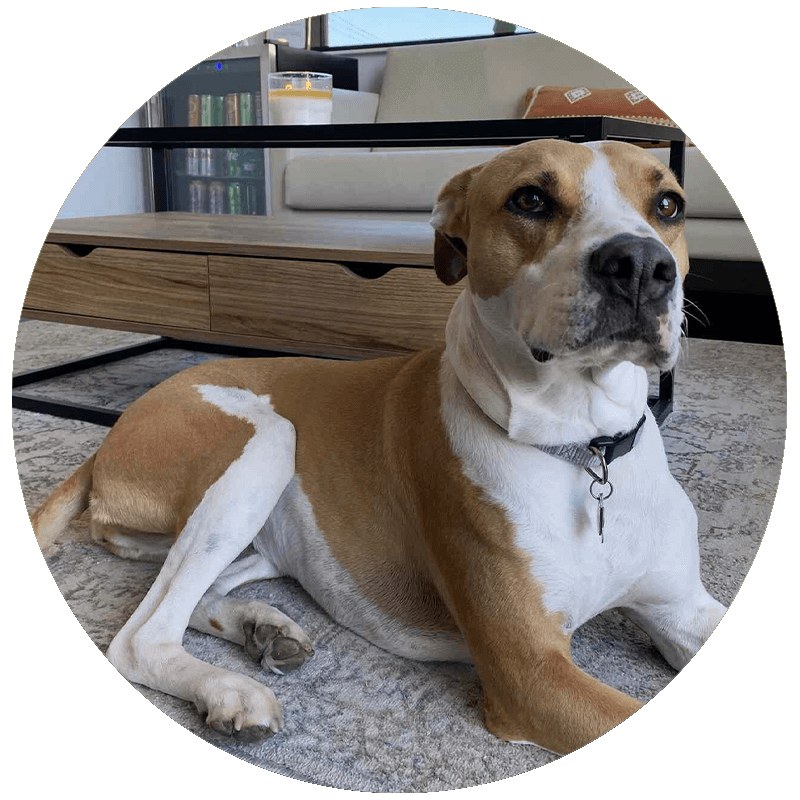 millytherapydog1